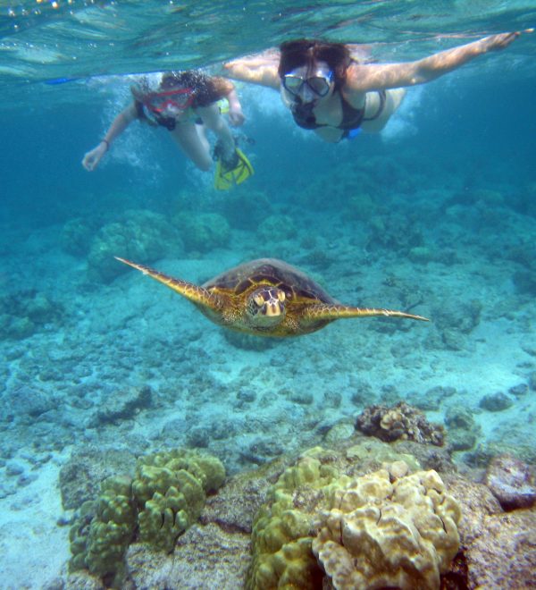 Snorkelers with sea turtle Kahaluu Bay
