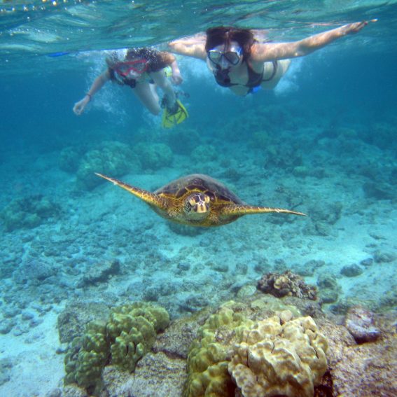 Snorkelers with sea turtle Kahaluu Bay