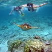 Snorkelers with sea turtle Kahaluu Bay